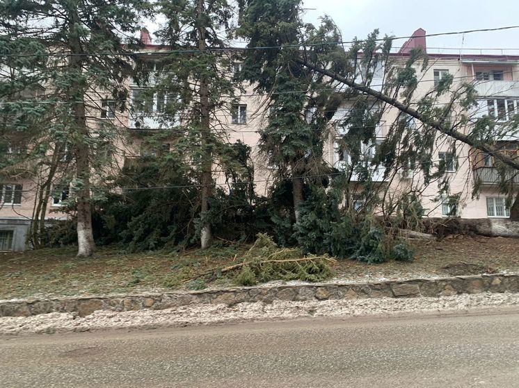 Ценные голубые ели пострадали в Железноводске во время урагана
