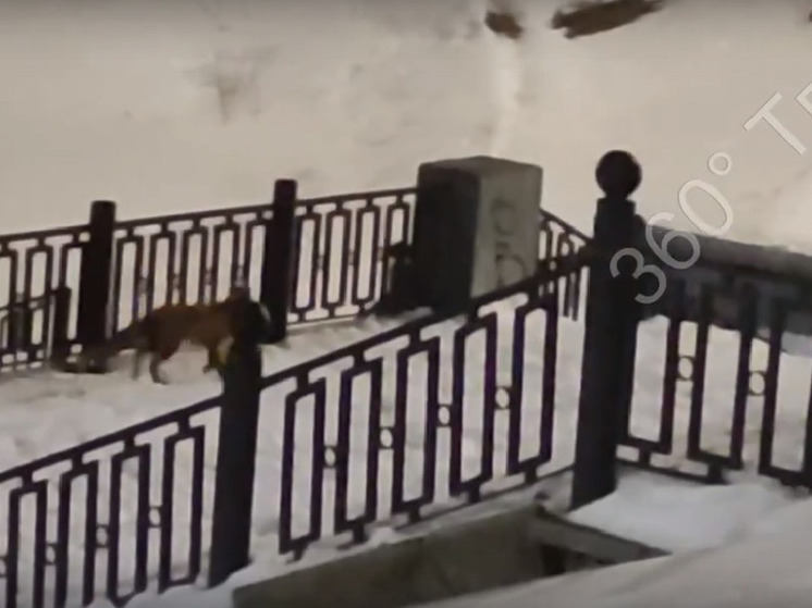 В центре Твери бегает лиса