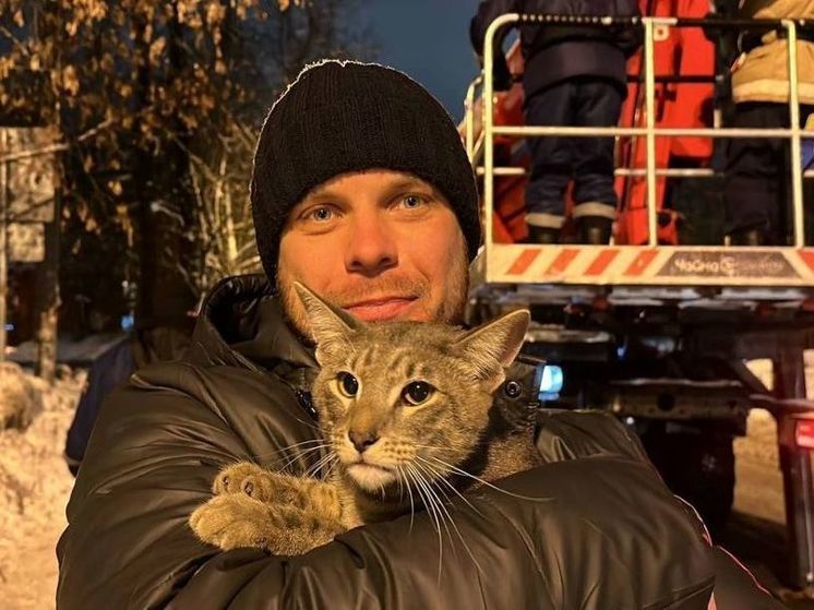 Подмосковные спасатели освободили кота, застрявшего в окне