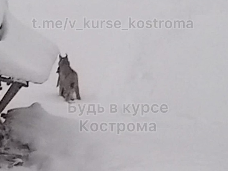 Костромские ЧП: в Межевском районе рысь утащила в лес домашнюю кошку