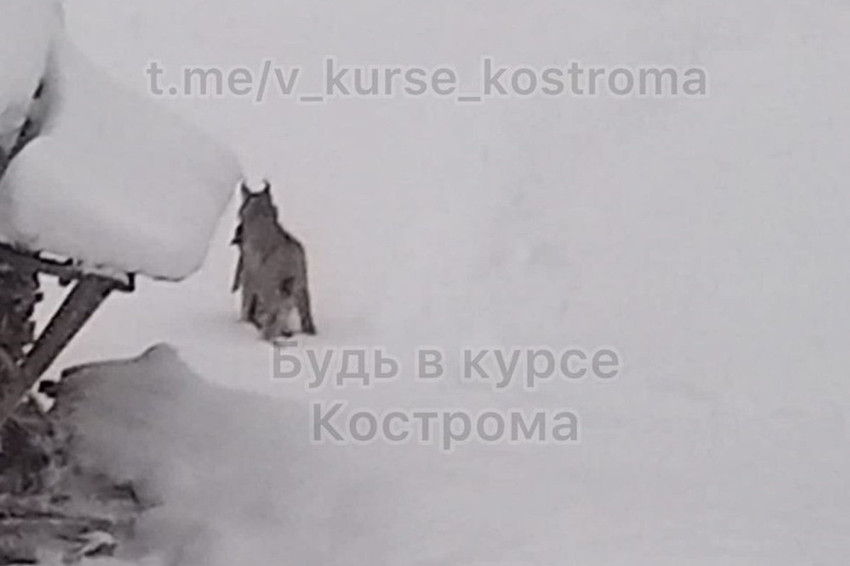 Костромские ЧП: в Межевском районе рысь утащила в лес домашнюю кошку