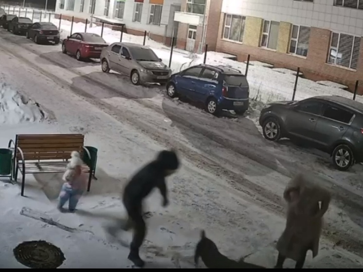 Появилось видео нападения двух собак на шпица на глазах у ребенка в Твери