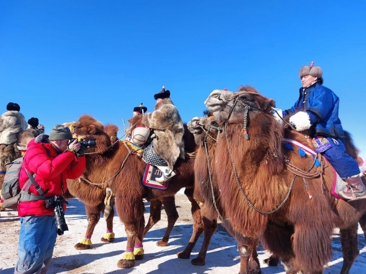 В Монголии на Фестивале верблюдов продали молока на 202 млн тугриков