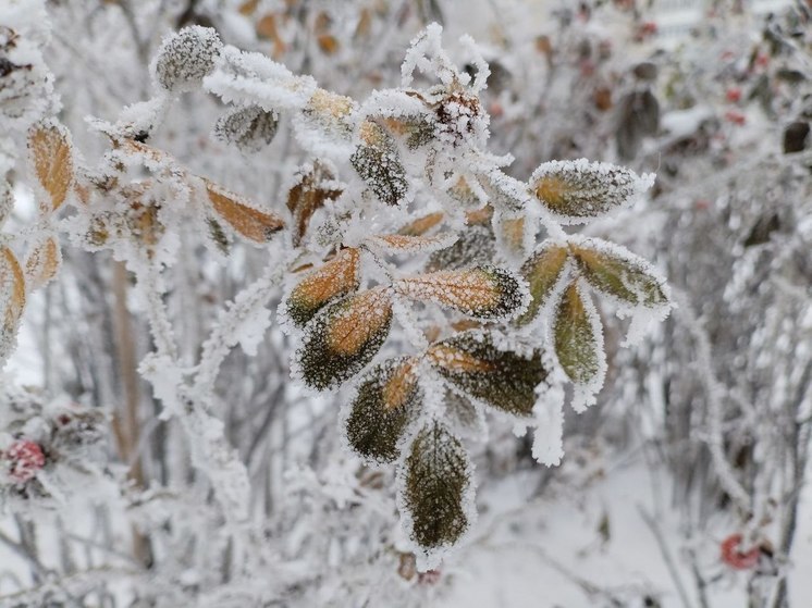 Морозы до -12 градусов и снег: какая погода будет в Петербурге 7 февраля