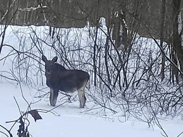 Дикий лосенок вышел из леса к лесничим Подмосковья