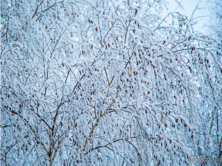 Мокрый снег и +1 градус ожидаются в Кузбассе