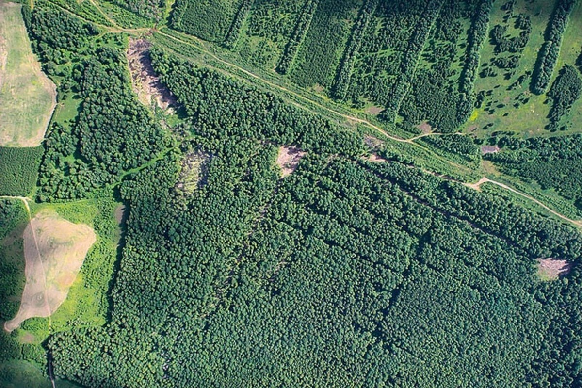 В Костромской области увеличат площадь дистанционного мониторинга лесов на треть