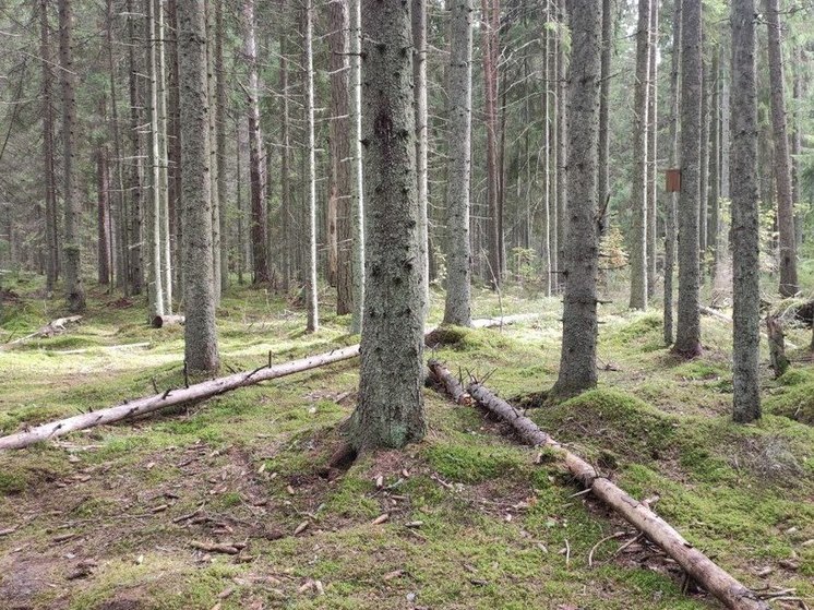Более 14 тысяч кубометров леса экспортировала Новгородская область за месяц