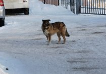 Приют для собак, который возводят в районе Березовского шоссе, уже скоро начнет принимать первых постояльцев