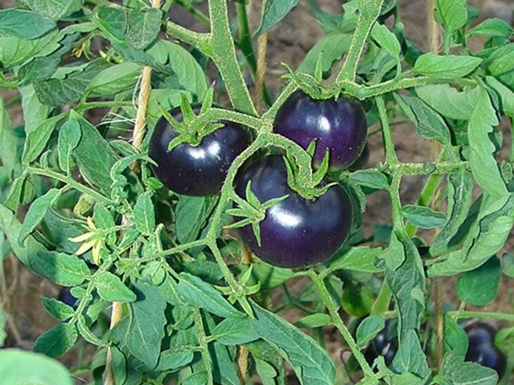 Поступил в продажу первый фиолетовый ГМО-помидор