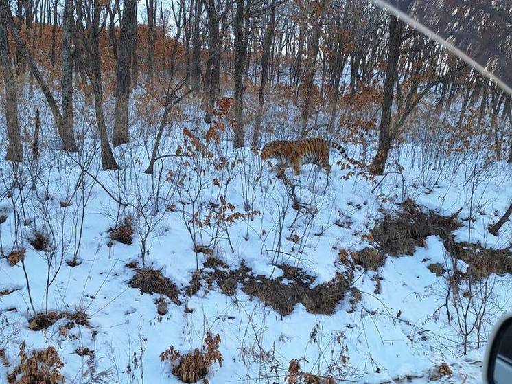 Мужчина встретил тигра на дороге из Большого Камня во Владивосток