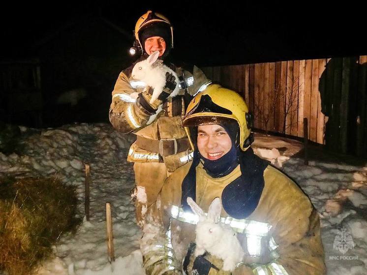 «Опалилась шёрстка»: в Омской области пожарные спасли из огня 8 кроликов