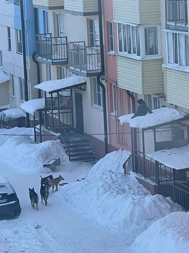 Стая собак загнала российского ребенка на крышу подъезда