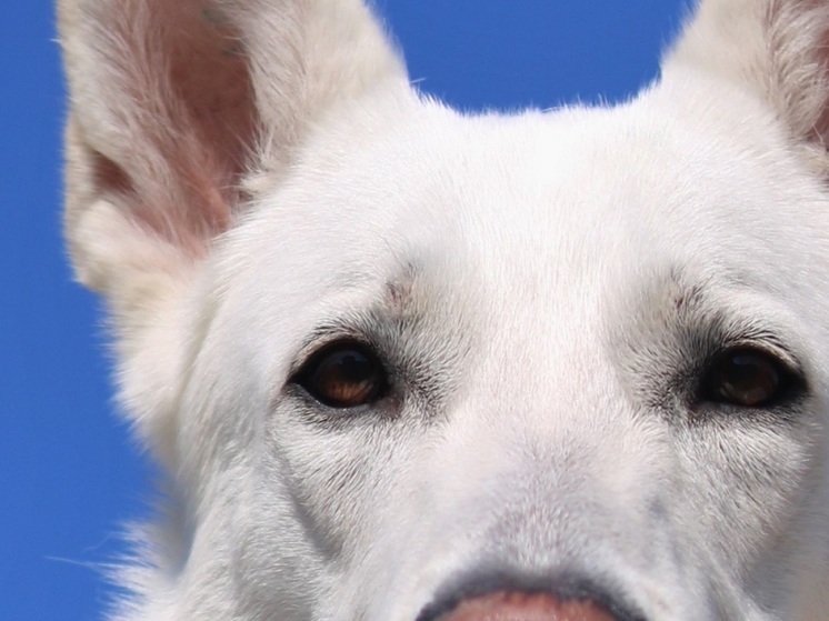 Бездомный пес съел на острове в НАО все возможное