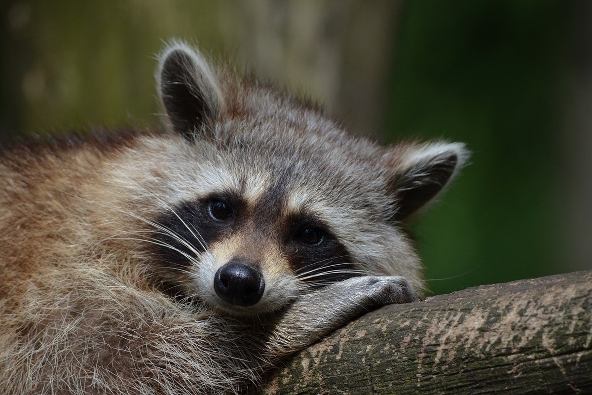 The fate of a stubborn raccoon that caused rescuers to be called twice has been revealed.