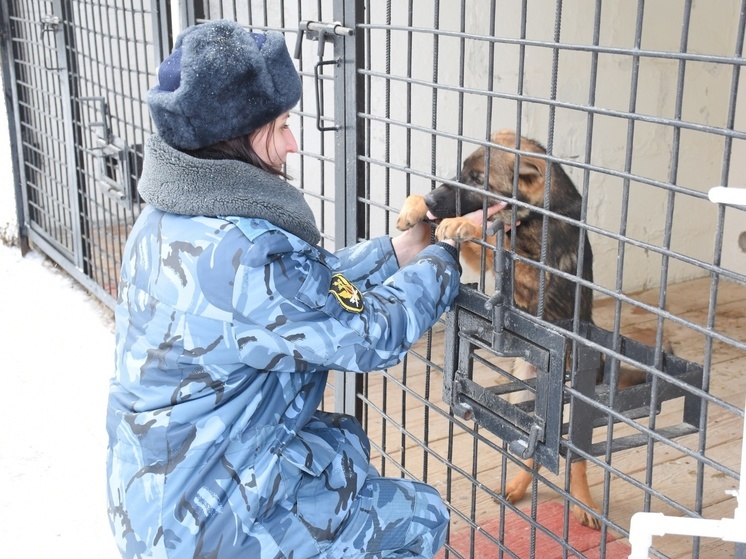 На службу в новгородский УФСИН поступили еще четверо хвостатых «новобранцев»