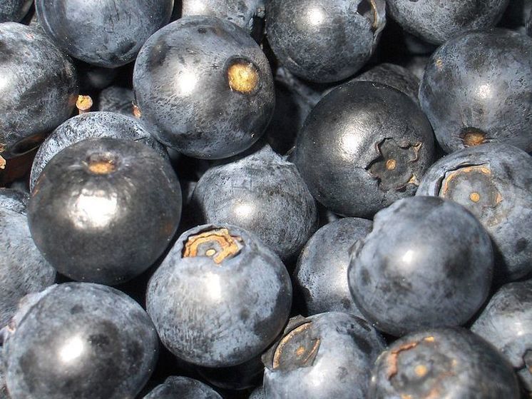 Ученые выяснили, почему черника синяя, хотя ее кожура имеет только красный пигмент