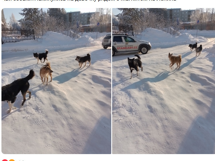 Стая бродячих собак накинулась на ребенка в Костомукше