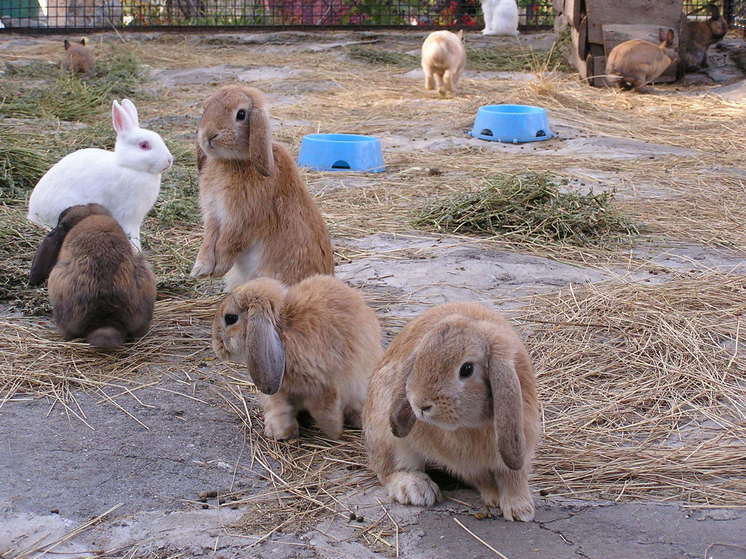 "Мы чуть не потеряли кроличью ферму в Раздольненском районе, когда итальянцы отказались поставлять самцов"