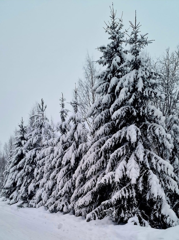 Чуть-чуть потеплеет 9 февраля в Карелии