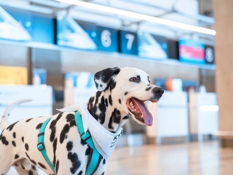 В красноярский аэропорт вернулись «Собаки эмоциональной поддержки»
