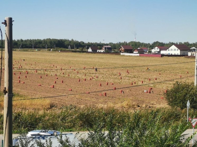 В Хабаровске планируют клонировать картофель
