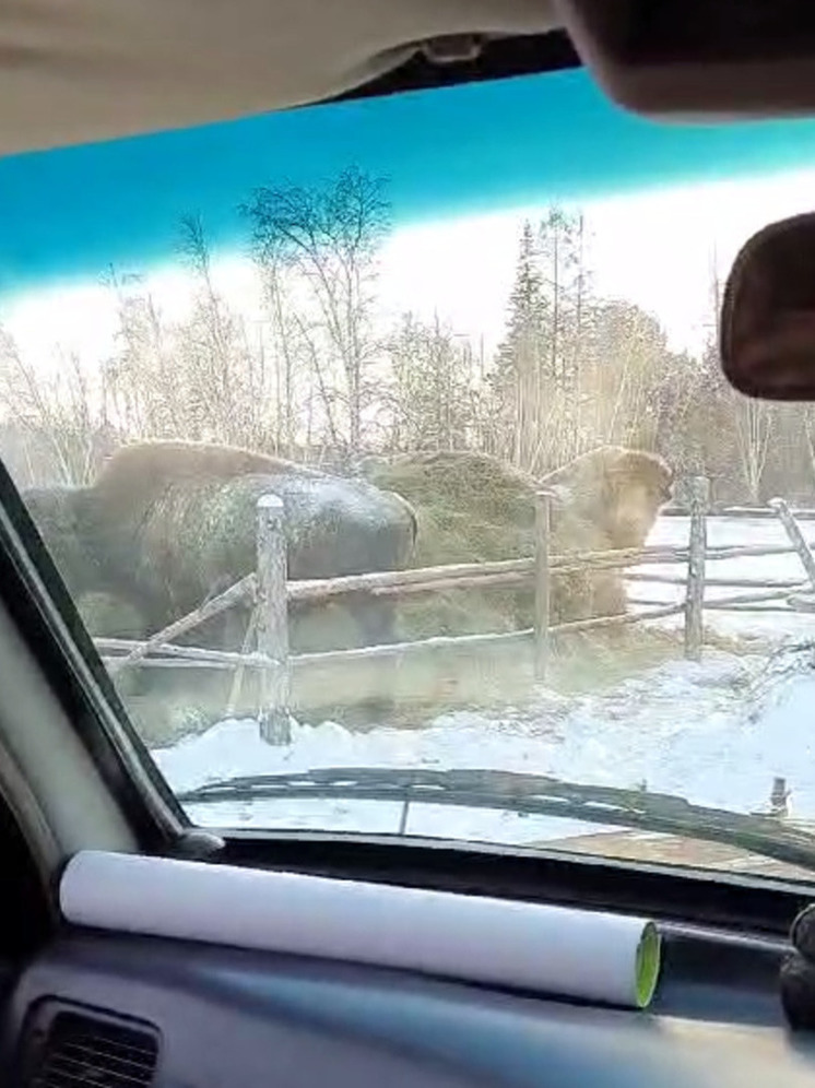 В Горном районе Якутии стадо бизонов забралось в изгородь с заготовленным сеном и съело его