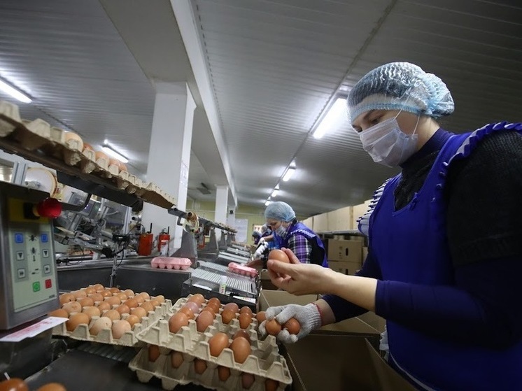 523,1 млн штук яиц произведено в Волгоградской области за год