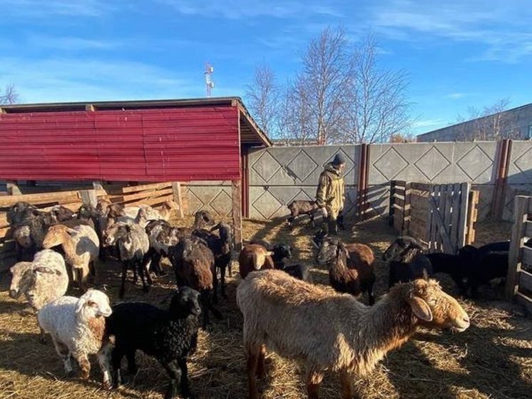 Девятерых бизнесменов НАО уже поддержали по «Агростартапу»