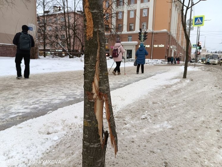 Экскаваторщик загубил деревья в центре Петрозаводска