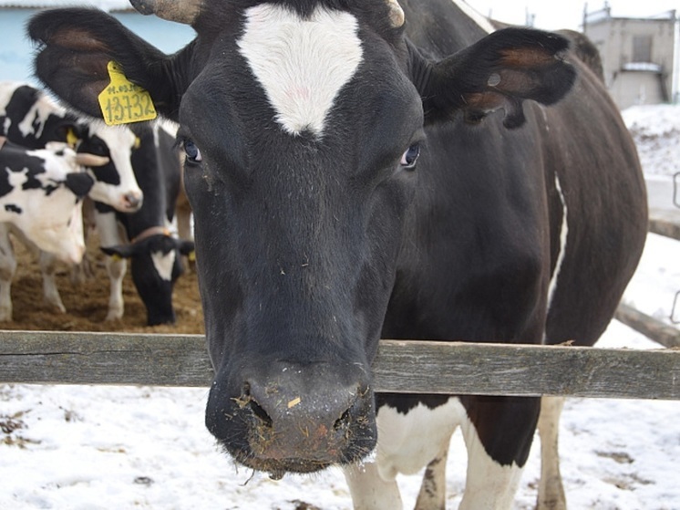 С 1 марта маркировка сельских животных в Кировской области станет обязательной