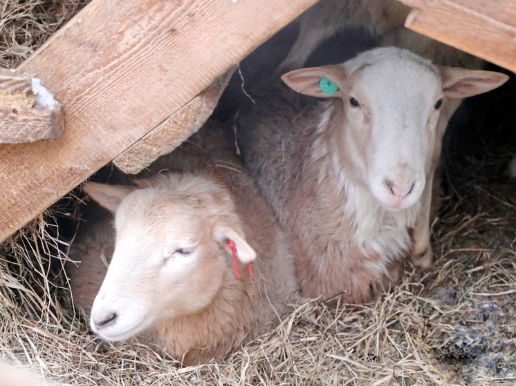 Фермер из Шурышкарского района занялась разведением овец морозоустойчивой породы