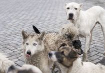 Жители Воронежа пожаловались на мужчину, который каждый день выгуливает одновременно 50 собак несколько раз в день