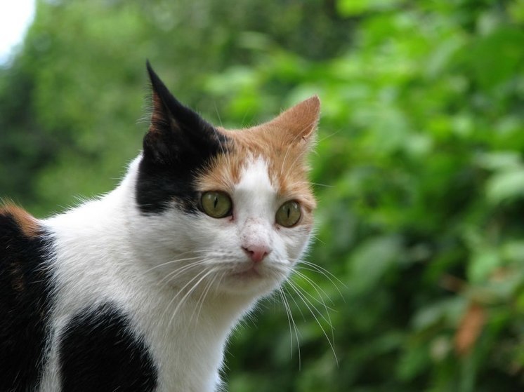 Петебурженка вернула через суд свою кошку Японку после неудачной вязки