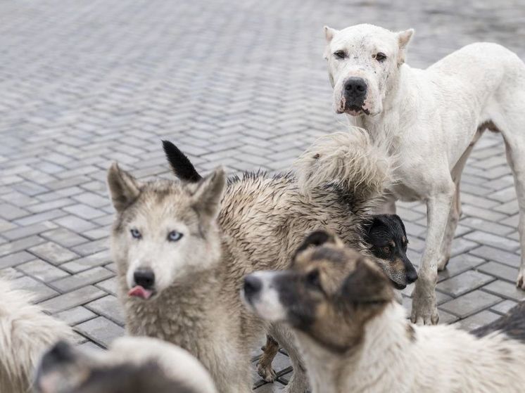 Жители Воронежа пожаловались на мужчину, выгуливающего каждый день одновременно 50 собак