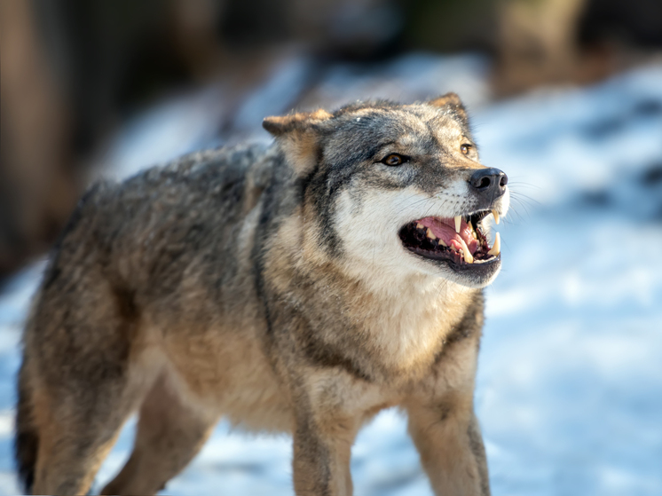 Охотоведы Поморья отчитались о добыче волков за первый месяц нового года