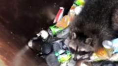 В Северной Осетии сотрудники МЧС спасли енота из мусорного бака: видео