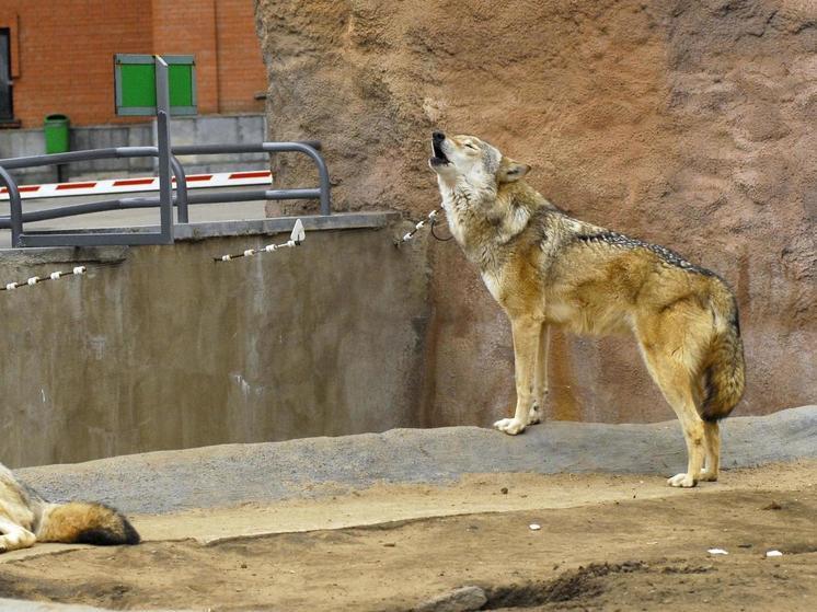 Биолог: волки в Чернобыле имеют геном, который позволяет не умереть от рака