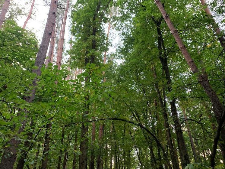 На охрану тамбовских лесов выделено 49 миллионов рублей