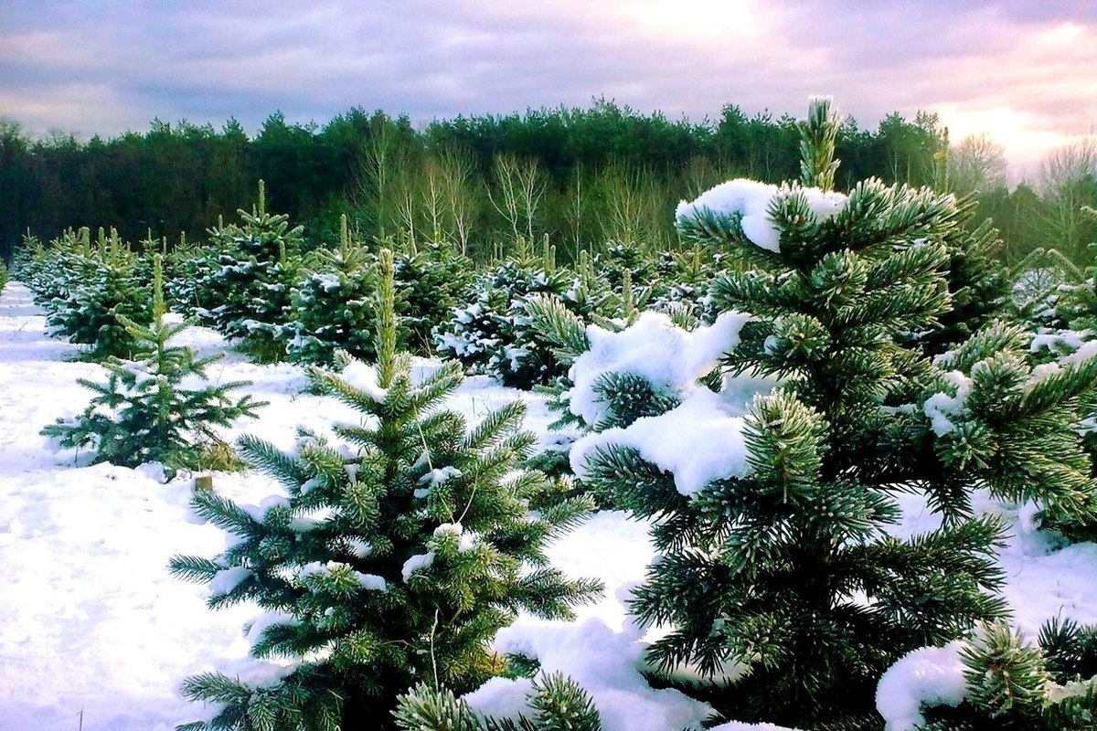 Костромская область на все 100% выполнила план по лесовосстановлению 2023 года