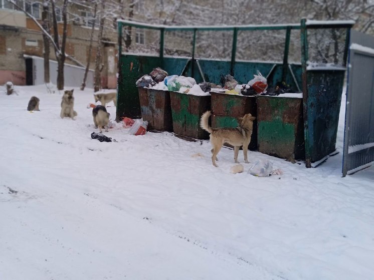 В Хабаровске не планируют усыплять бездомных собак