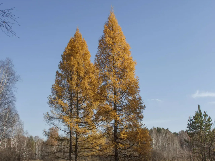 Минлес Хакасии назвал самое распространенное дерево в России