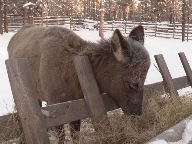 В природном парке «Живые алмазы Якутии» скоро будет пополнение