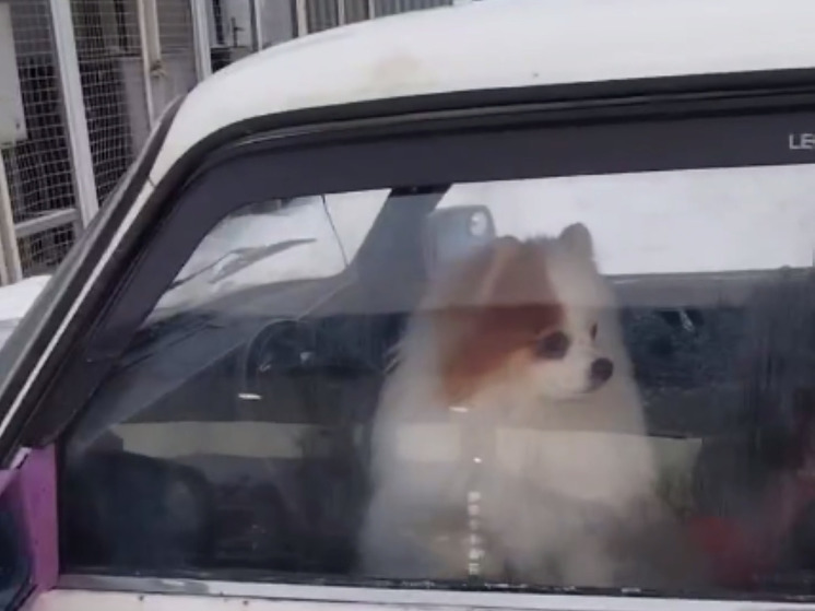 В Ногинске хозяин бросил в машине собаку при -15 °C