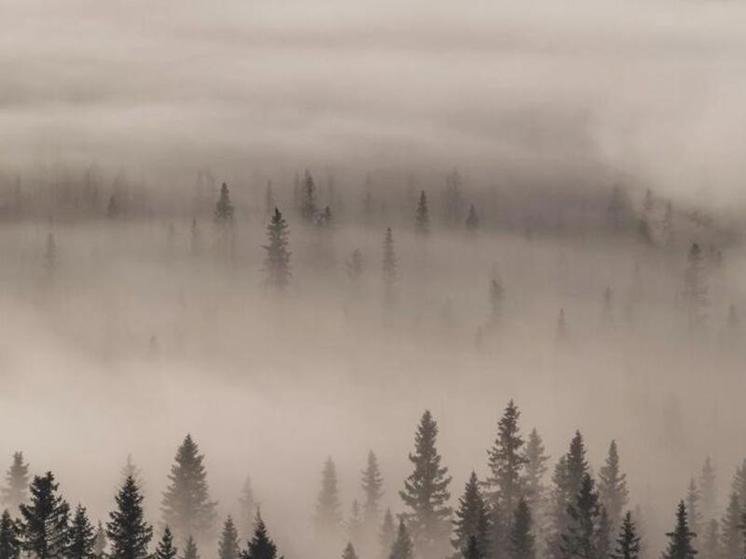 Густой туман накроет Тамбовщину в ночь на 11 февраля