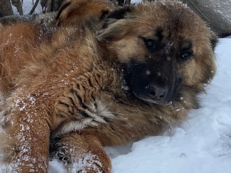 В Новом Уренгое бездомную собаку заживо похоронили под снегом