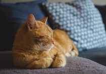Рыжего кота спасли в Барнауле. Животное три дня находилось в запертой квартире без еды. Как ранее рассказывала мать квартиранта, он снимал квартиру на улице Антона Петрова. 