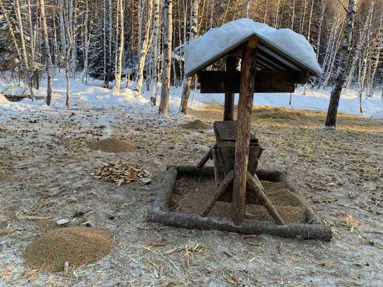 В нижегородских лесах зимой создают специальные кормушки для диких животных