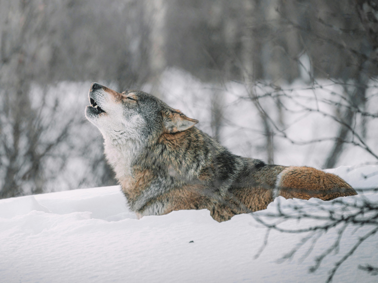 Выявлены неожиданные суперспособности чернобыльских волков-мутантов: устойчивость к раку