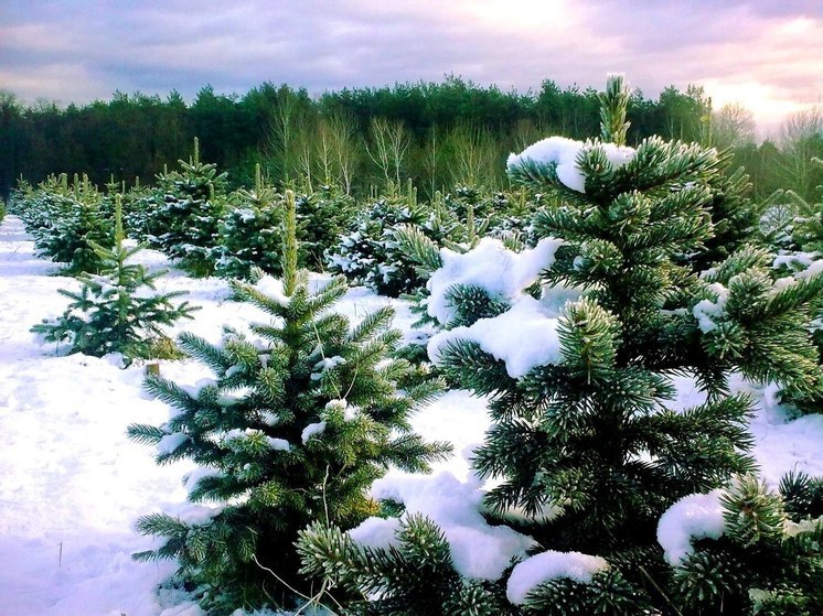 Костромская область выполнила план лесовосстановления
